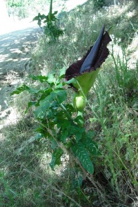 260257_1941824999540_7397574_n